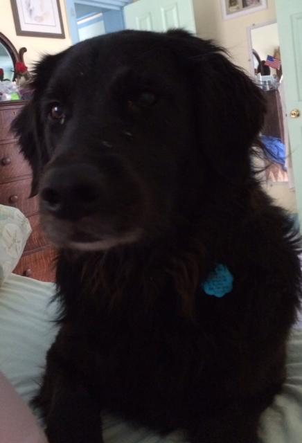 Duff - my sociable pooch